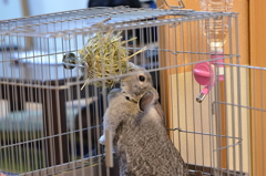 食べる