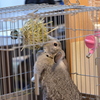 食べる