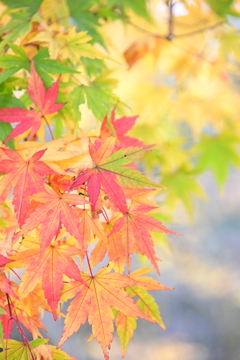 紅葉