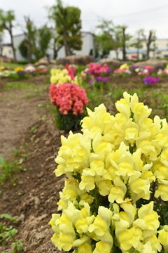 今日のお散歩1