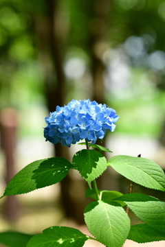 お散歩1