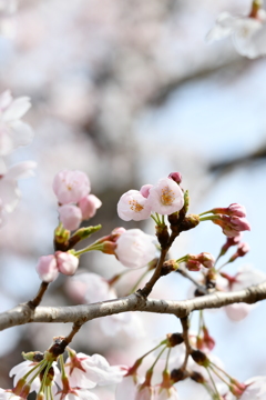 蕾3