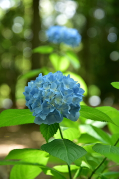 お散歩11