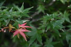 まだ早かった