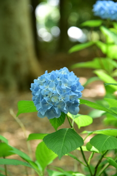 お散歩14