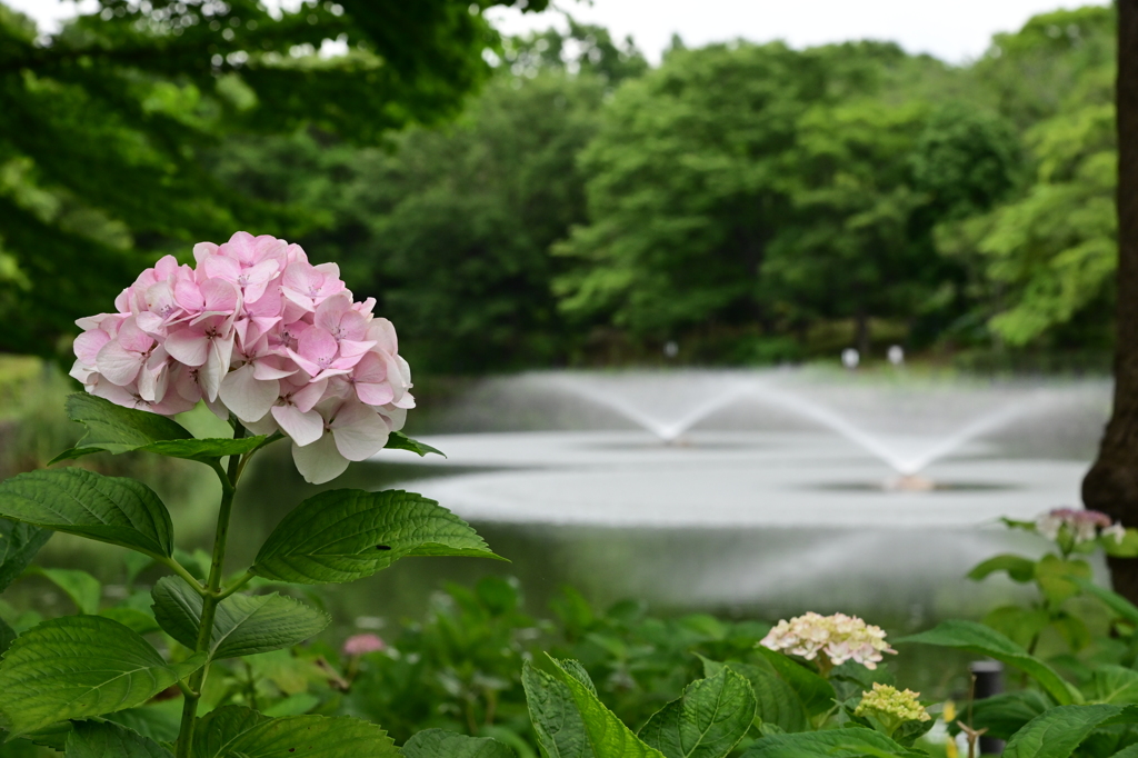 お散歩2