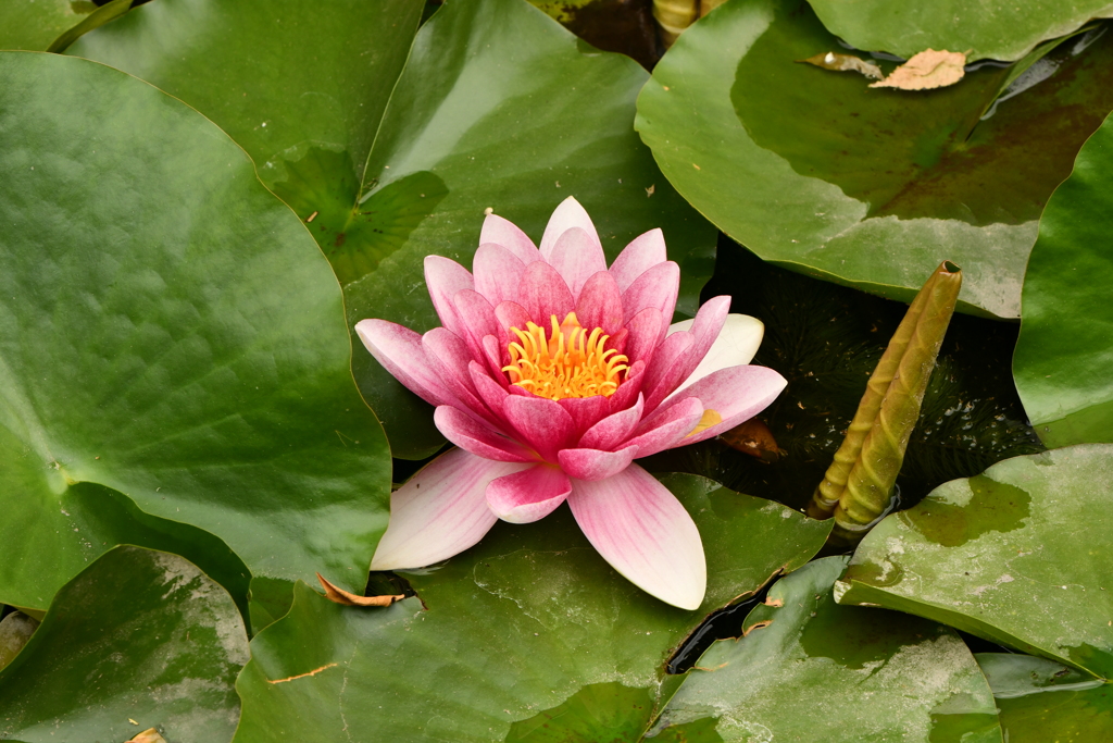 蓮