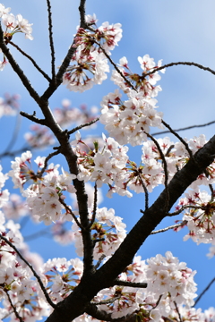 桜1
