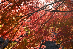 紅葉　2
