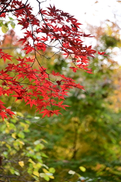 紅葉2