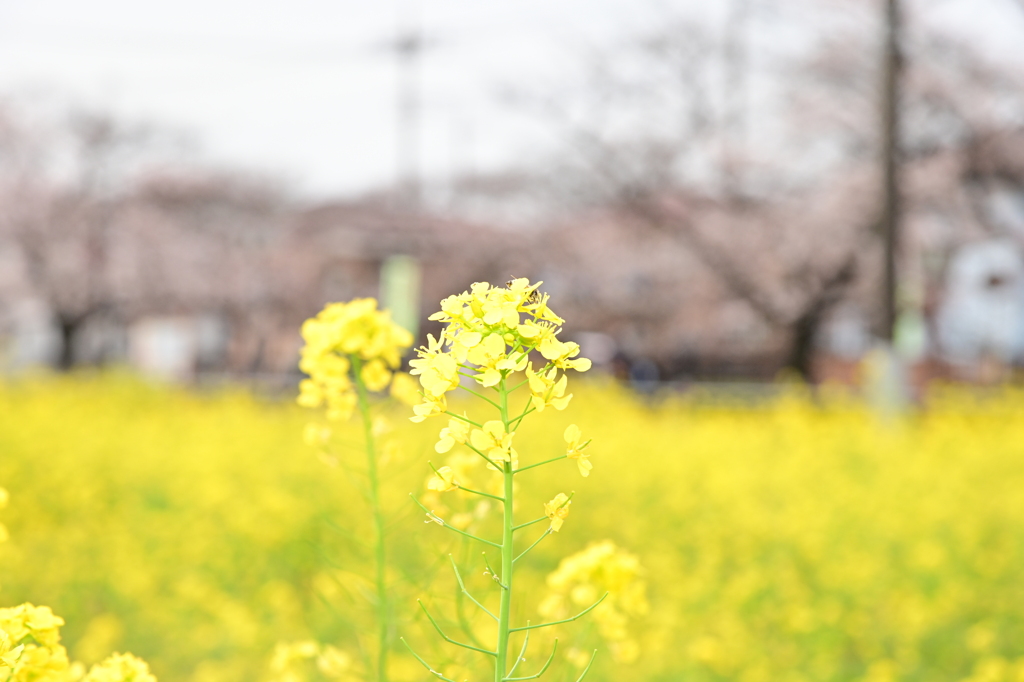 お散歩9