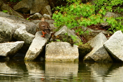 帰宅