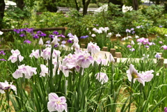 西新井大師の菖蒲1