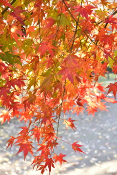 紅葉　8