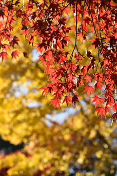 紅葉　4