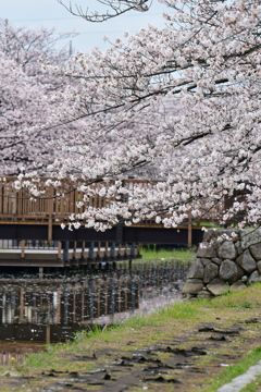 桜5