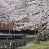 桜5