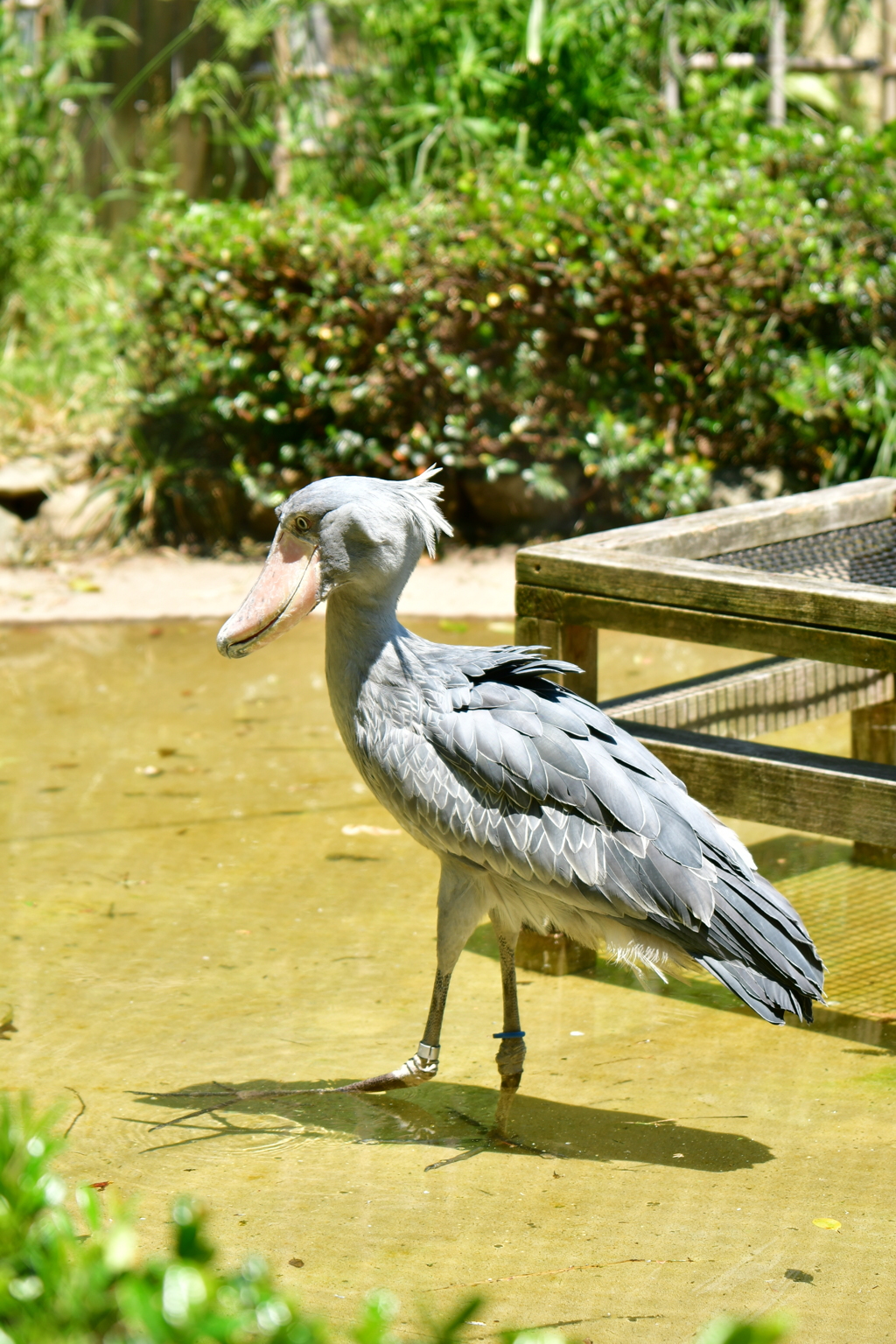 上野動物園　ハシビロコウ