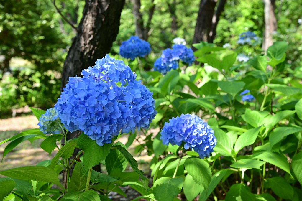 紫陽花3