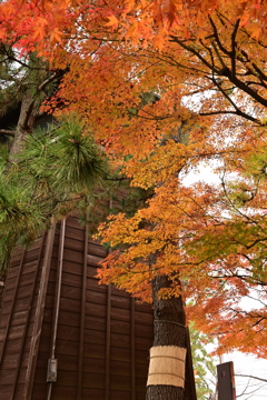 紅葉と松