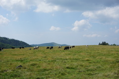 美ヶ原牧場