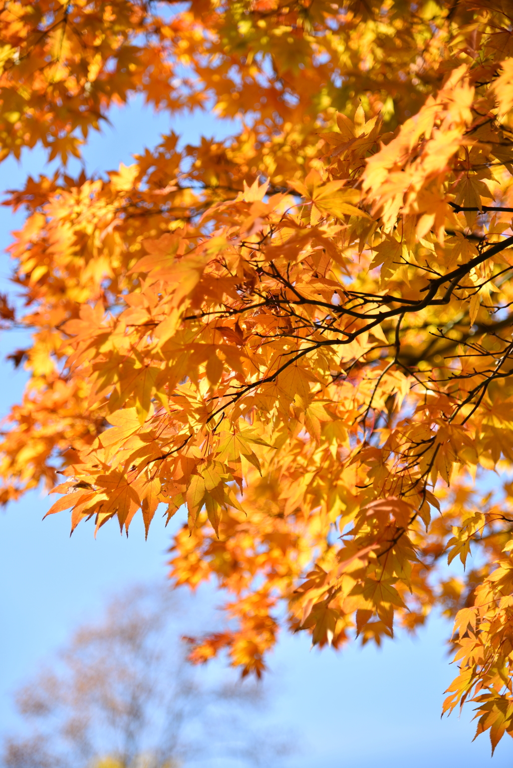 紅葉　7
