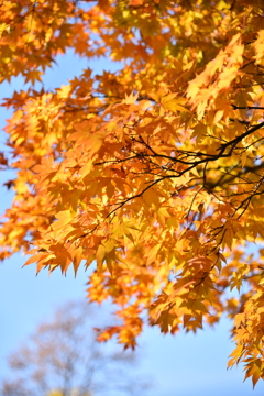 紅葉　7