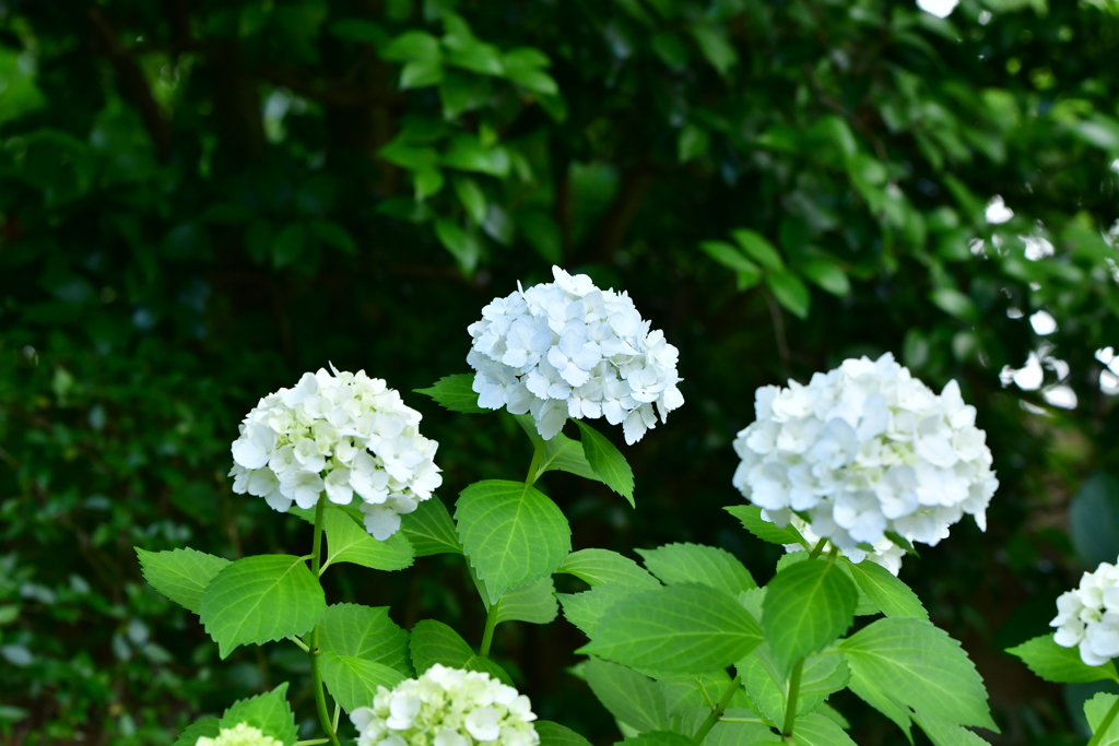 お散歩9