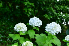 お散歩9
