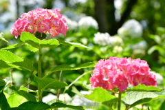 お散歩6