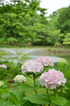 お散歩1
