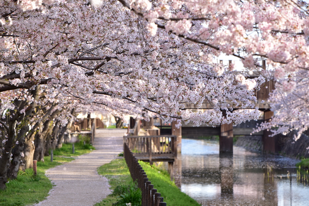 桜トンネル