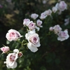 薔薇