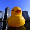 ラバーダック　2021