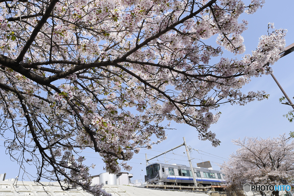 桜咲く