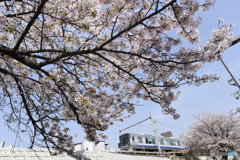 桜咲く