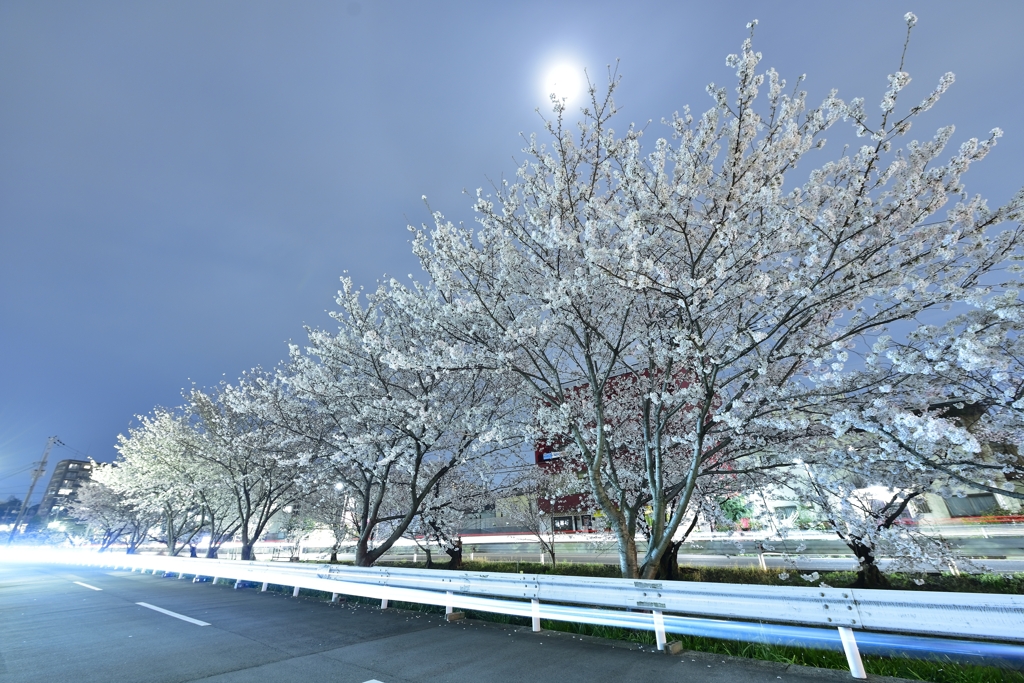 曇夜桜
