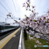 桜咲く