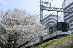 京阪桜