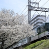 京阪桜