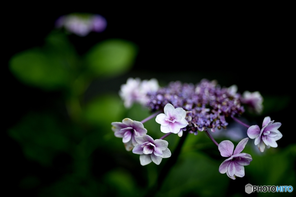 紫陽花です