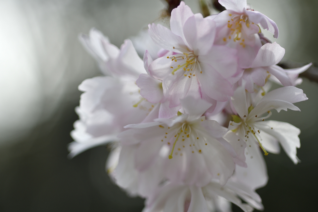 十月桜