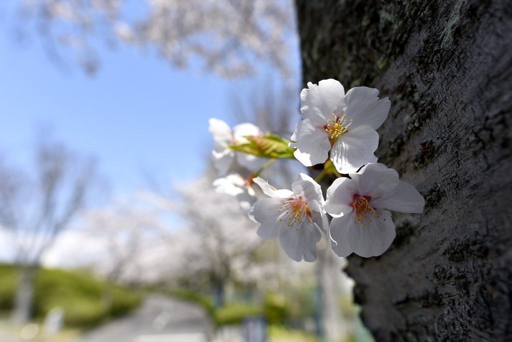 桜