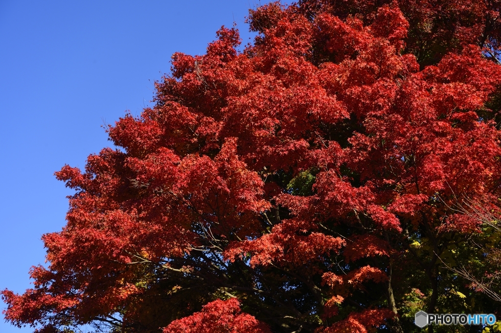 紅色＆み空色