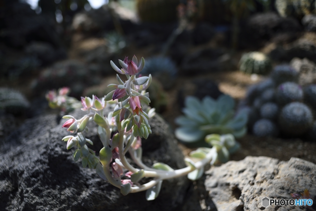 仙人掌岩花