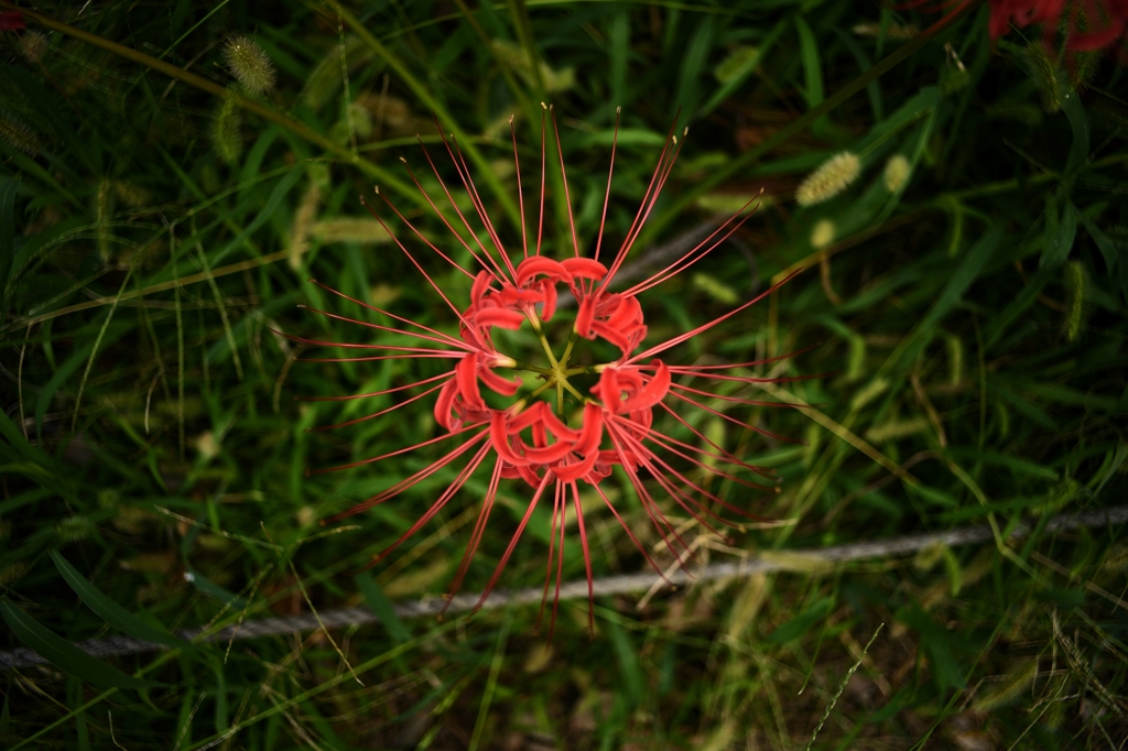 赤花火