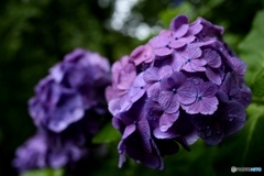 雨天紫陽花