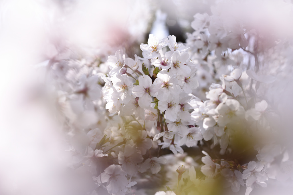 ようこそ桜の世界へ
