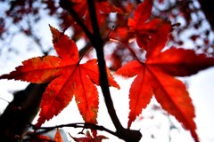 紅透楓