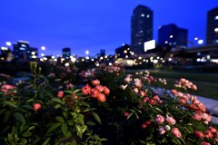 中之島薔薇園　2019